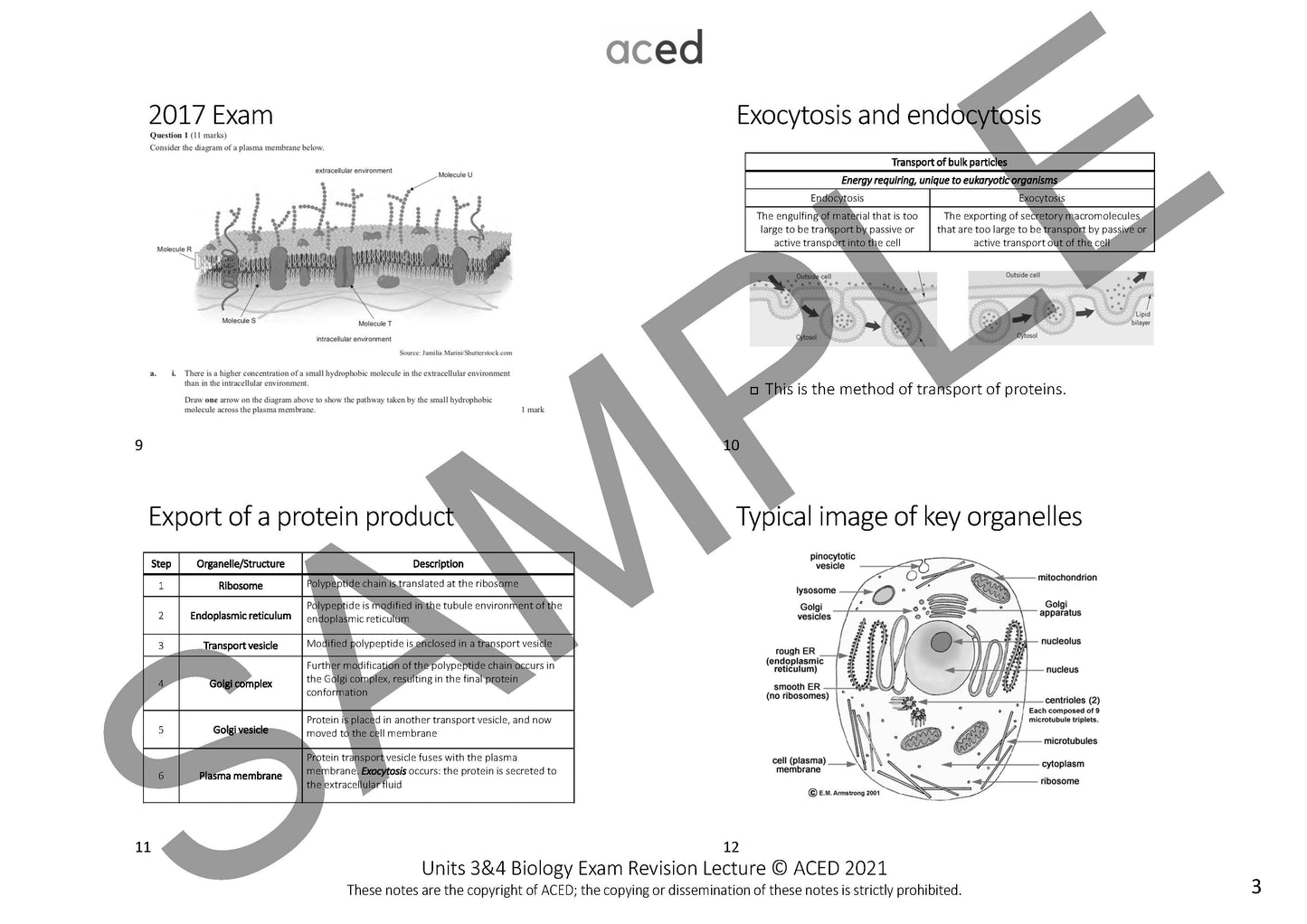 Units 3&4 Biology Exam Revision Notes 2025
